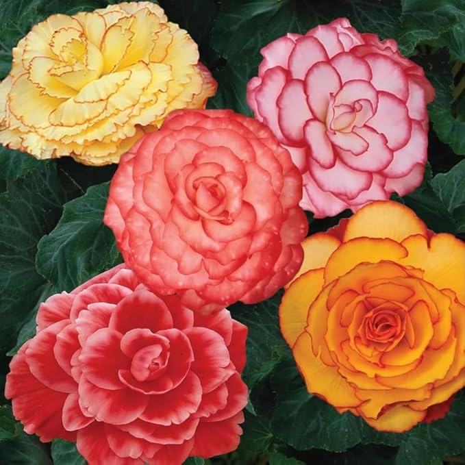 Mix Perennial Begonia Flower Seeds 100pcs– Limitless Sunrise & Gorgeous Rex Varieties | Shade-Loving, Colorful Foliage & Blooms Grow Indoor & Outdoor Garden Plants