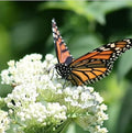 White Ice Swamp Milkweed Seeds to Help Save The Monarch Butterflies - Incarnata Milkweed
