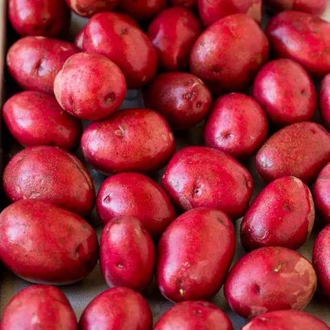 2 Lbs Red Potato Tubers High Yielding for Outdoor Planting,Vegetables Potatoes Plants Bulbs Seeds, Heirloom Seed Potato Live Tuber