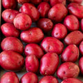 2 Lbs Red Potato Tubers High Yielding for Outdoor Planting,Vegetables Potatoes Plants Bulbs Seeds, Heirloom Seed Potato Live Tuber