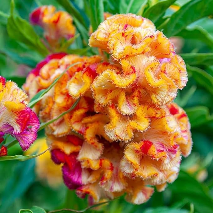 100pcs Celosia Plumosa Flower Seeds for Planting Non-GMO Plumed Flame Cockscomb, Bright Vibrant Colors, Ornamental Blooms for Garden, Pots & Borders