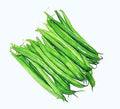 Bush Bean Seeds Contender - Earliest Blooming, Stringless, Snap Bean