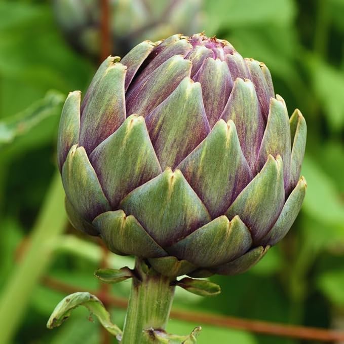 100 Artichoke Seeds for Planting, Artichoke Vegetable Seeds for Gardening