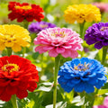 1150+ Mixed Color Zinnia Seeds for Planting - Heirloom Non-GMO Flower Seeds, Vibrant Flowers for Small Gardens & Balconies Open Pollinated