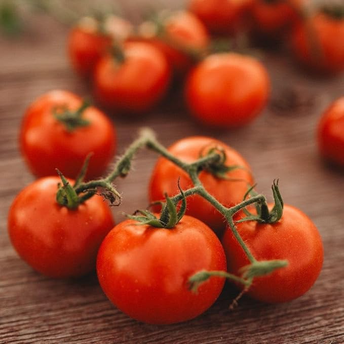 Glasnost Siberian Tomato - 50 Seeds - Russian Heirloom Variety, Flavorful Red Tomatoes, Non-GMO Heirloom Vine Tomato Seeds for Planting in The Home Garden, Thresh Seed Company