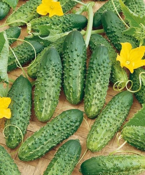 SeedsUP - 40+ Seeds Cucumber Parisian Gherkin - Vegetable Open-Pollinated