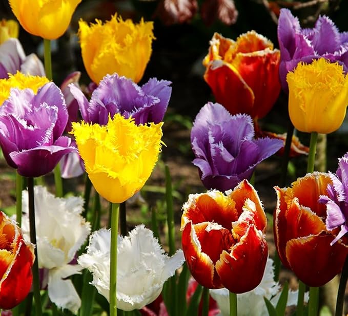 Mix Triumph Tulips 10 Bulbs for Fall Planting Colorful Flower Tulipa Darwin Hybrid Changing Colors Mixture Size 12+ 4 Varieties to Choose (Fringed Mixture, 10, Mix Color)