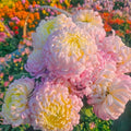 97+ Perennial Organic Mixed Mums Seeds for Planting- Rainbow Chrysanthemum Seeds - Hardy Garden Flower Seed Pots Non-GMO Heirloom for Garden Outdoor
