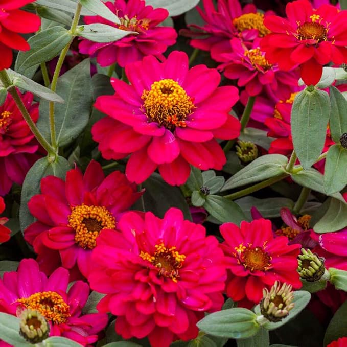 Outsidepride Zinnia Seeds – 25pcs Annual Zinnia Hybrida Profusion Double Hot Cherry Seeds for Planting Outdoors, Ideal for Garden Beds, Pollinator & Cut Flower Gardens, Low Maintenance (AAS Winner)