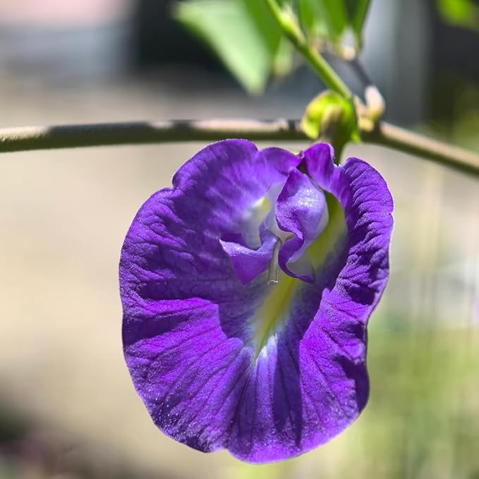 100+ Butterfly Pea Flower Seeds HOA Dau Biec Organic Clitoria Ternatea for Home Garden Blue Butterfly Pea Asian Pigeonwings Tropical Vine Plant Perfect for Tea, Landscaping, and Decorations
