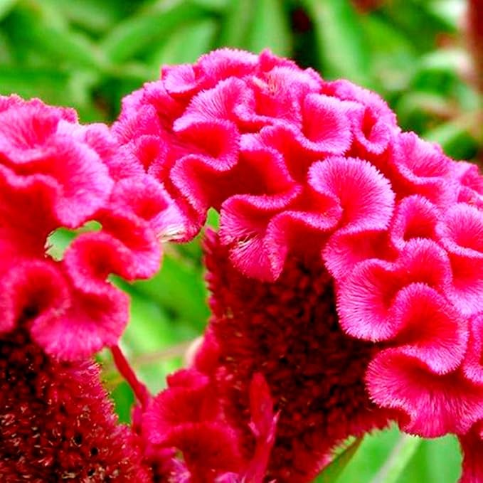 Celosia Cristata Cockscomb Seed Mix 200+ Seeds Woolflowers Mixed Colors Exotic Flowers Garden
