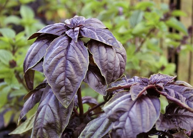 SeedsUP - 300+ Seeds Purple Basil Indoor Ornamental - Herb