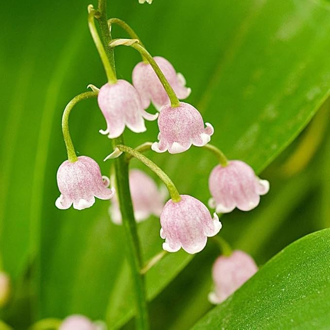 100pcs Lily of The Valley Flower Seeds, Fragrant White & Pink Perennial Blooms, Easy to Grow, Ideal for Garden Borders, Landscaping, Ground Cover, Shade-Loving Spring Flower Seeds
