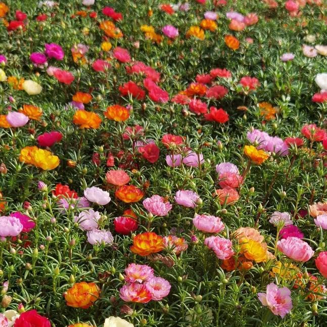 Mixrug Mix Cosmos Seeds for Planting, 1000pcs Rare Perennial Cosmos Flower Seeds, Heirloom Non-GMO Open Pollinated Wildflowers for Home Garden Outdoors