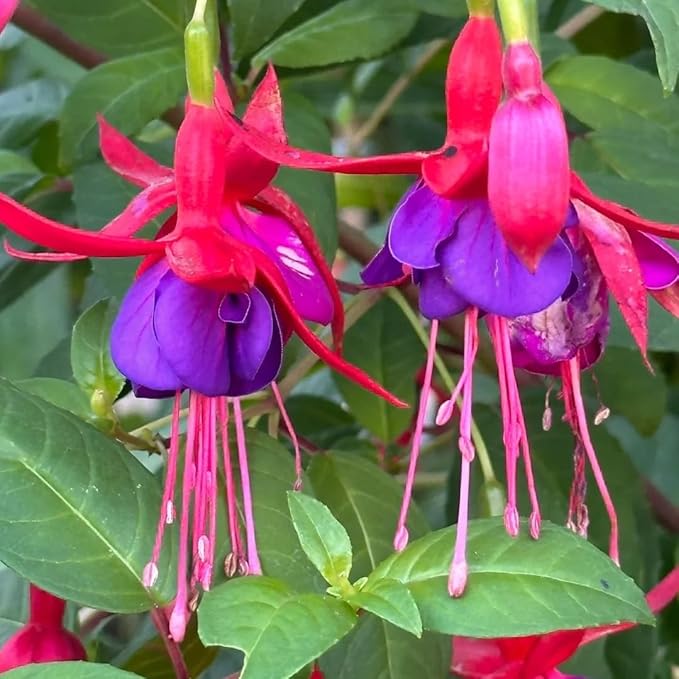200pcs Fuchsia Seeds Perennial Hanging Flower, Indoor & Outdoor Bonsai Plant, Easy-to-Grow Ornamental Garden Plant for Balcony, Patio & Home