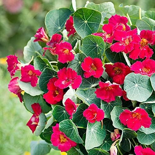Park Seed Nasturtium Flower Plant Seeds, Easy to Grow, Perfect for Spring Garden, Baby Rose, Pack of 25