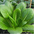 600 Komatsuna Mustard Green Seeds | Japanese Spinach Chinese Bok Choy Cabbage Lettuce Asian Vegetable Seed
