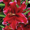 Easy to Grow Lilium Oriental Lily Rio Negro - 3 Plant Bulbs, Rich Maroon Pink Fragrant Flowers in Summer, Full Sun