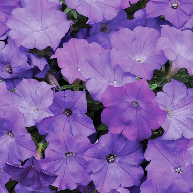 350+Annual Petunia Flower Seeds for Planting Outdoor-Perennial Petunia Plant Garden Home Non-GMO Heirloom