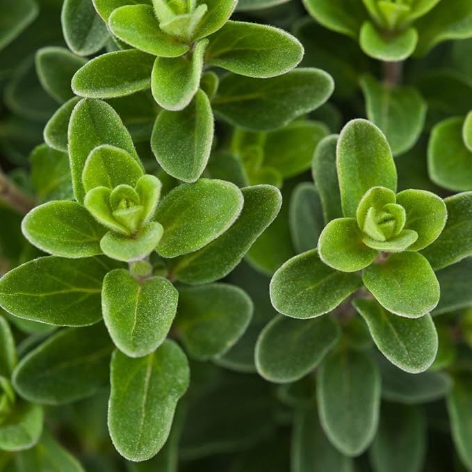 RAISE ME UP: 1000 Seeds Sweet Marjoram Non GMO Heirloom