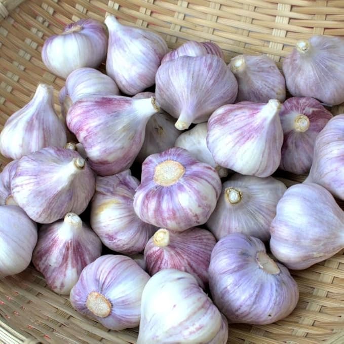 1 Pound Purple Stripe Hardneck Garlic Bulbs for Planting, Fresh High-Yield Hardy Garlic for Garden or Container Growing