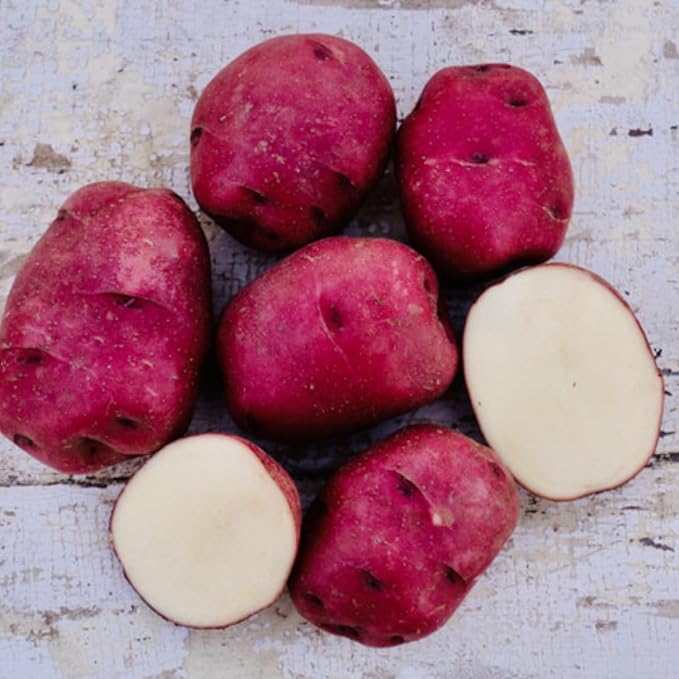 2 Lbs Red Potato Tubers High Yielding for Outdoor Planting,Vegetables Potatoes Plants Bulbs Seeds, Heirloom Seed Potato Live Tuber