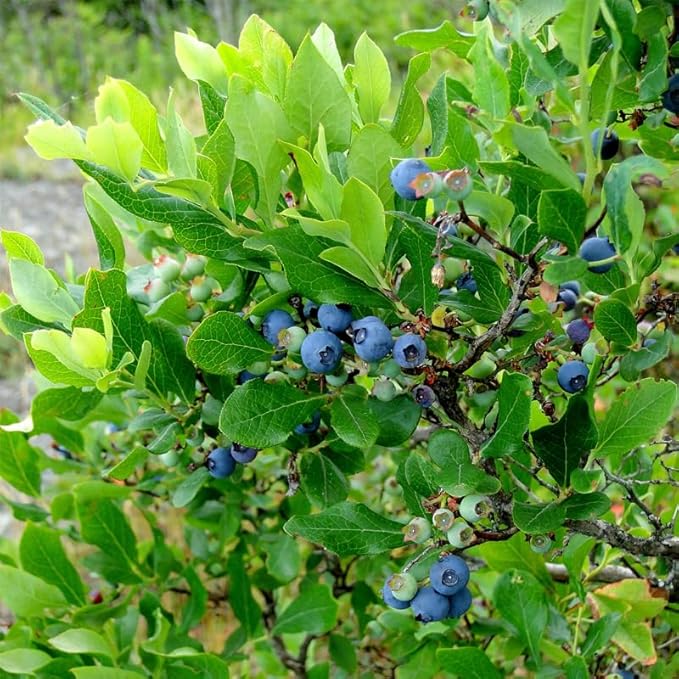 Blueberry Plant Reka Live for Sale (4 Pack) | Easy to Grow Plants | Edible Fruit Plant for Sustainable Living | Grow Your own Food on Your Edible Organic Garden| Live for Planting| No Seeds
