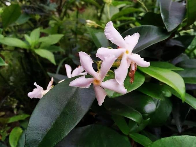 Rare Scented Jasmine Flower Easy to Grow 5g Seeds