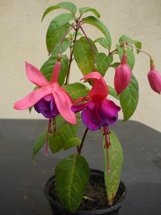Mixed 100 Seeds Fuchsia Flower Seeds Perennial Home Bonsai