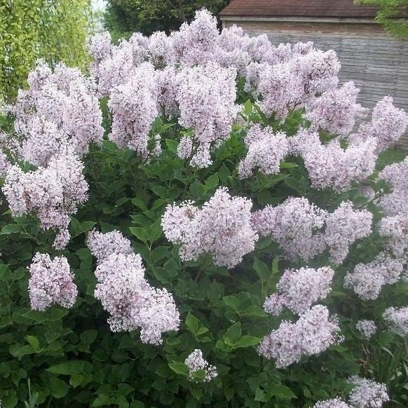 TriStar Plants - Miss Kim Lilac, 1 Gallon Trade Pot, Syringa Pubescens Subsp. Patula 'Miss Kim, Fast Growing Trees