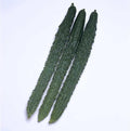 Cucumber Seeds - Palace Pride - Hybrid - 500 Mg Packet ~20 Seeds - Non-GMO, F1 Hybrid - Asian Garden Vegetable