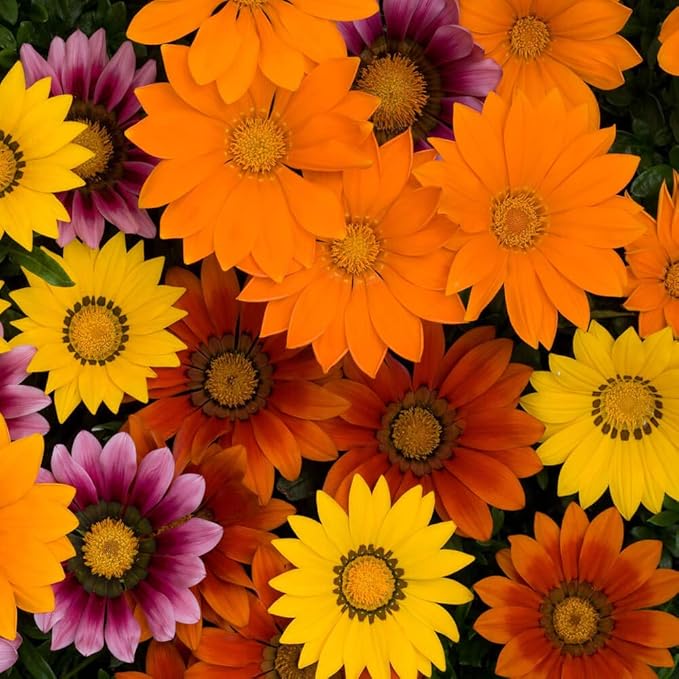 Outsidepride New Day Bright Mixed Gazania Seeds for Planting – 50 Pcs Perennial, Low-Maintenance, Drought-Tolerant Ground Cover Seeds for Vibrant Summer & Fall Flowers, Great for Outdoor Gardens