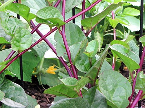 30 Malabar Red Stem Spinach Seeds Herb Heirloom Non-GMO Phooi Leaf, Red Vine, Alugbati, Vietnamese, from USA, Basella rubra