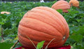 Big Max Pumpkin Seeds 25 Count, COOL BEANS N SPROUTS Brand. Heirloom. Non-GMO. Home Gardening.