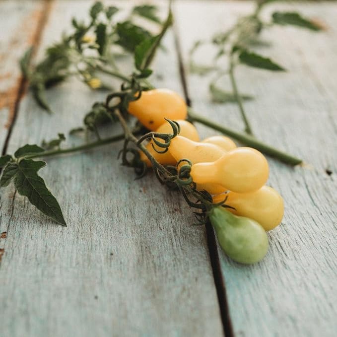 Beam's Yellow Pear Tomato - 50 Seeds - Unique Yellow Cherry Tomato Variety, Non-GMO Heirloom Cherry Tomato Seeds for Planting in The Home Garden, Thresh Seed Company