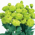 Park Seed Lisianthus Flowering Planting Seeds, Easy to Grow, Variety of Colors and Sizes, Spring Garden, Rosanne 2 Clear Green, Pack of 25