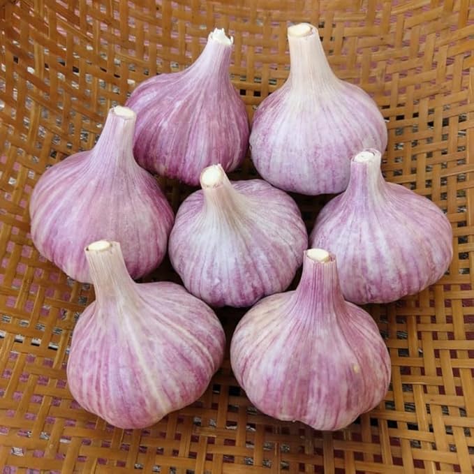 1 Pound Purple Hardneck Garlic Bulbs for Planting, Fresh High-Yield Hardy Garlic for Garden or Container Growing