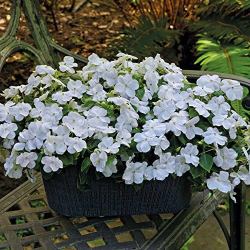 Park Seed Impatiens Flowering Plant Seeds, Shady Lady II White Hybrid, Pack of 30 Seeds