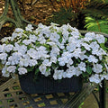 Park Seed Impatiens Flowering Plant Seeds, Shady Lady II White Hybrid, Pack of 30 Seeds