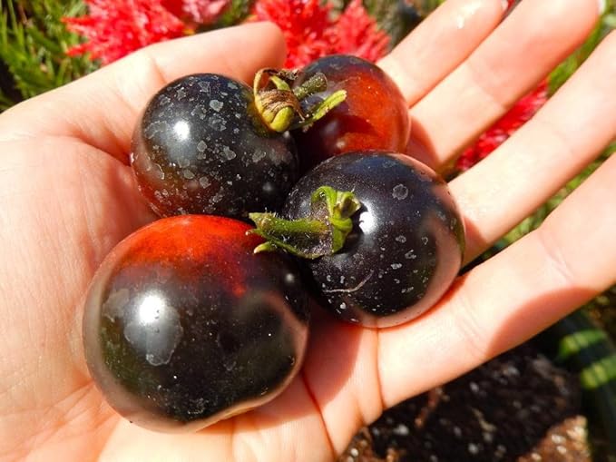 Seeds Indigo Rose Cherry Tomato - Heirloom Vegetable - GMO Free