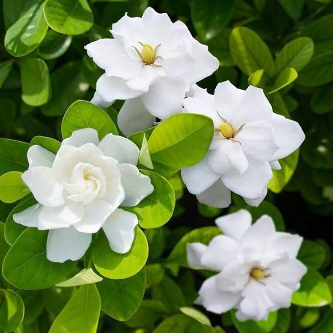 200+ Gardenia Flower Seeds for Planting Outdoors-Perennial Cape Jasmine Flower Fragrant Flowes Plant Home Garden Bonsai