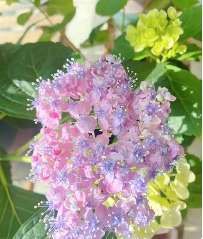 120 Mix Hydrangea Seeds Giant Snowball for Planting Flowers Bush Plants Garden Shrub Bonsai