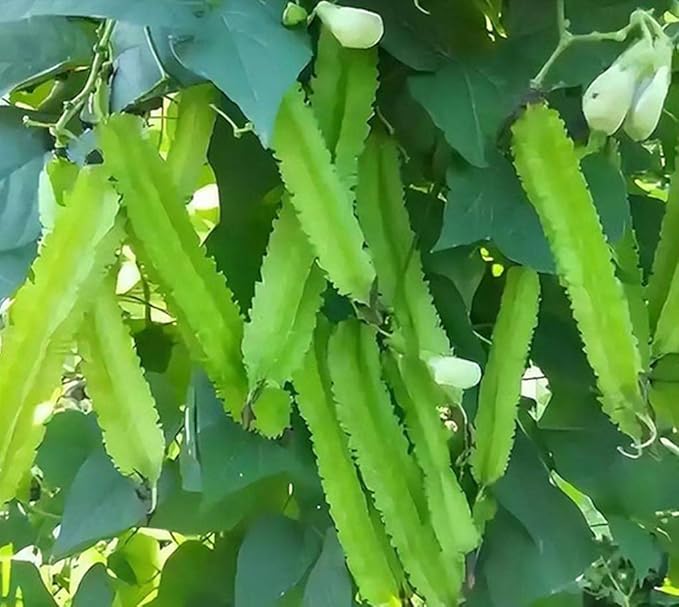15PCS Winged Bean Seeds Dragon Bean Asparagus Sigarilyas Tropical Vegetable Seeds