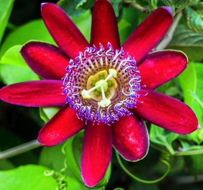 Passionfruit Mix 50+ Seeds Flowers Easy to Grow Planting