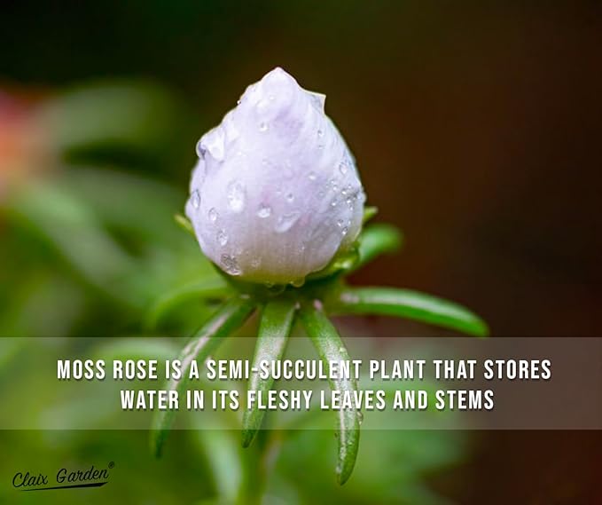 Moss Rose - Portulaca Grandiflora - 5,000+ Seeds - Mixed Colors, Heirloom, Non-GMO, Excellent for Pollinators, Annual - Vibrant Flowers with Heat & Drought Tolerance for Any Home Garden