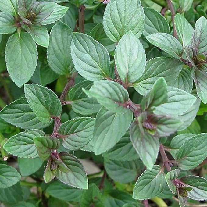 2 Chocolate Mint Plants Live Indoors Outdoors, Fresh Herb Mint Plant, Potted Mint Plant Seeds, Chocolate Mint Plant, Chocolate Mint Live Plant