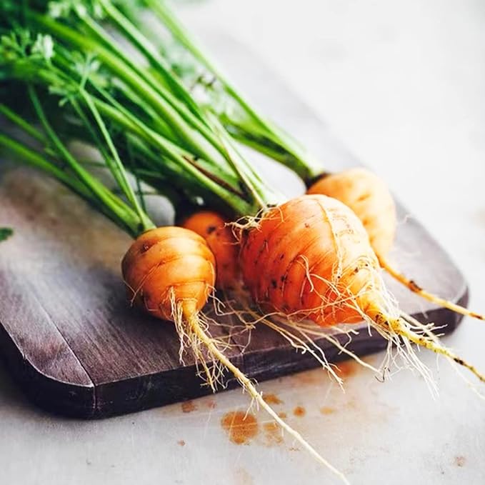 1000+ Seeds Round Baby Parisian Carrots Seeds A Delicacy Prised by Gourmet Restaurants Delicious Carrot Vegetable