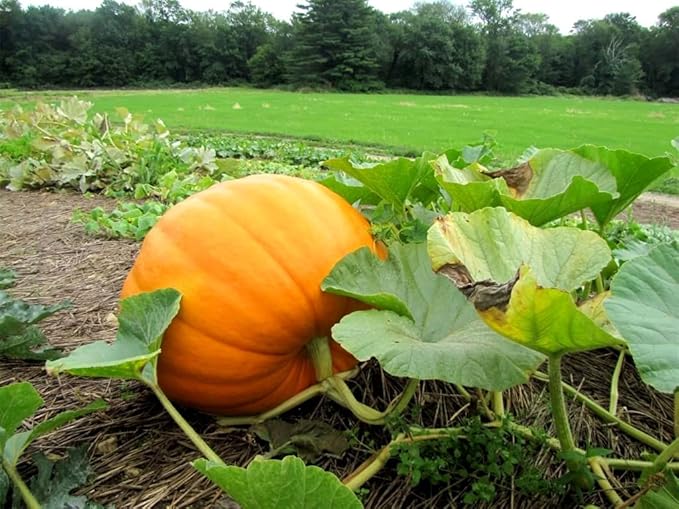 Giant Pumpkin Titan Seeds 10 Seeds for Planting Vegetable Garden Squash Gourd Seeds