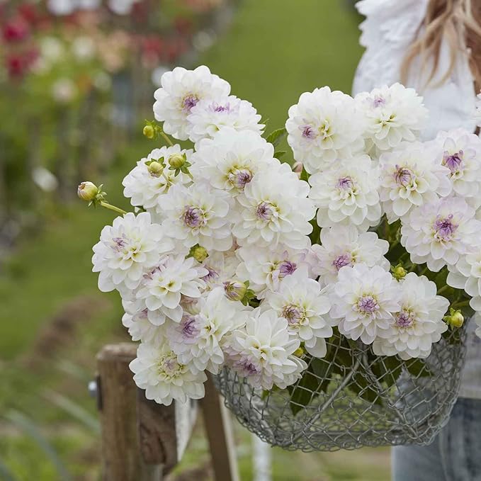 Eden Brothers Dahlia Bulbs (Ball) - Eveline, Non-GMO Bulbs for Planting, 4 Bulbs | Low-Maintenance Flower Bulbs, Plant During Spring, Zones 8, 9, 10, 11