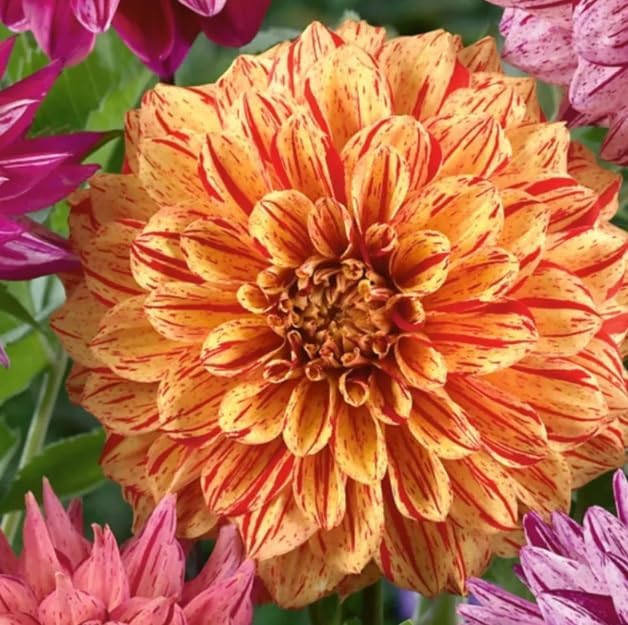 100PCS Dahlia Pompon Seeds Mixed Color Butterflies Hummingbirds Bees Seeds Heirloom
